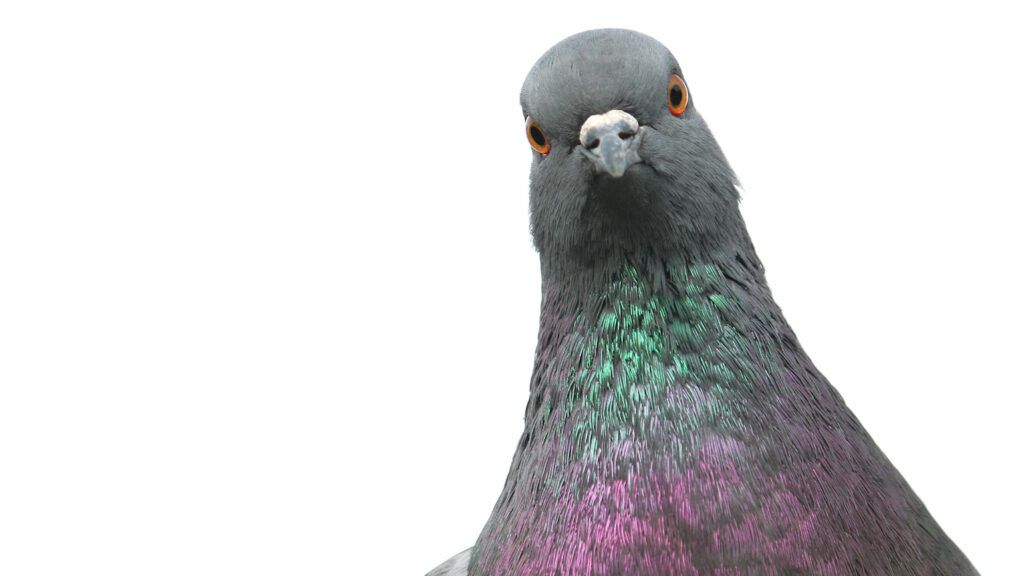 An animal lover helps a pigeon with her nest