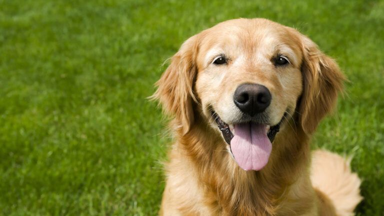 A dog helps a veteran with PTSD.