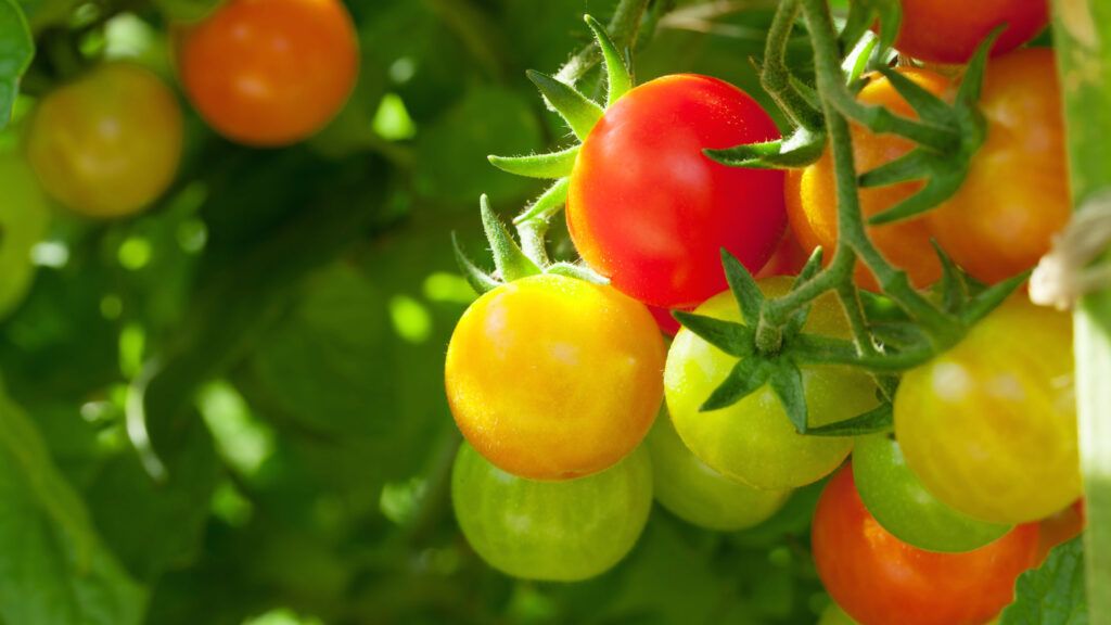 Finding peace and quiet in the tomato patch