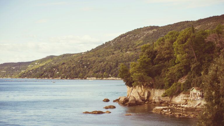 A lush, green forest by the Adriatic Sea.