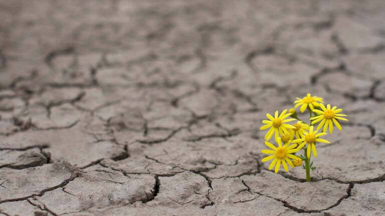 Flowers growing out of concrete