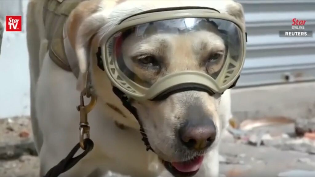 Frida the rescue dog pictured in early September.