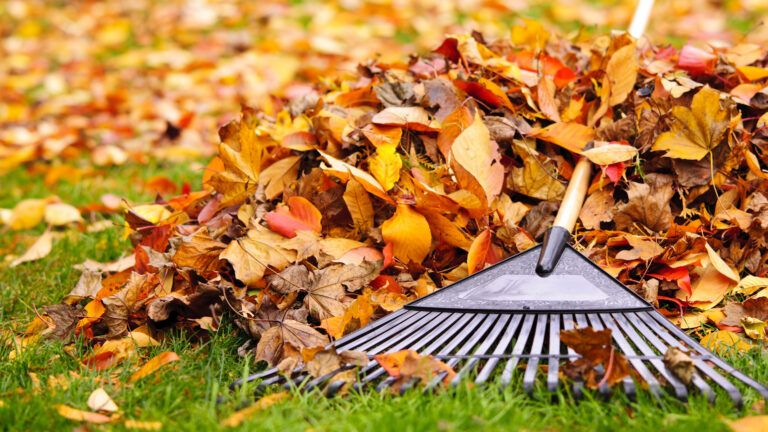 Raking leaves, doing a good job.