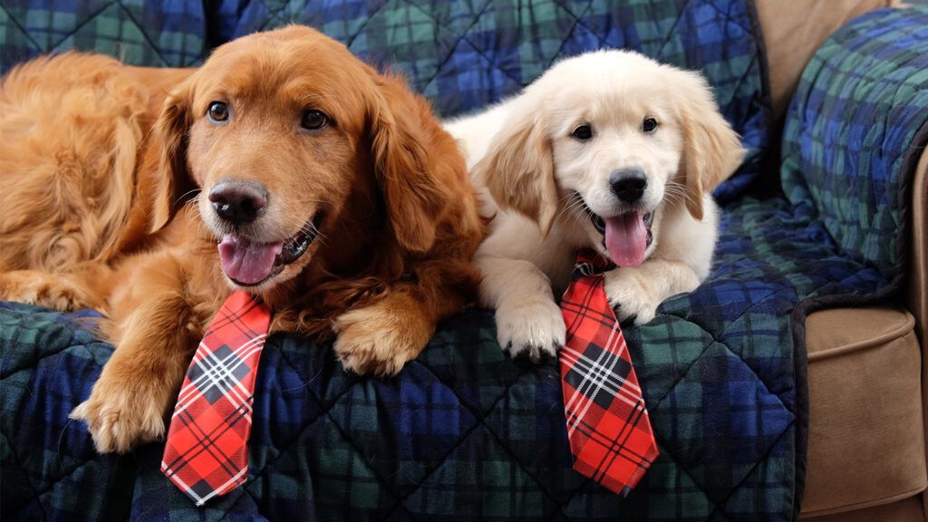 Peggy's pooches are all dressed up for the holidays