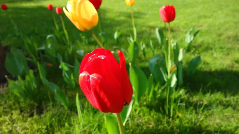 Planting hope for spring with tulip bulbs