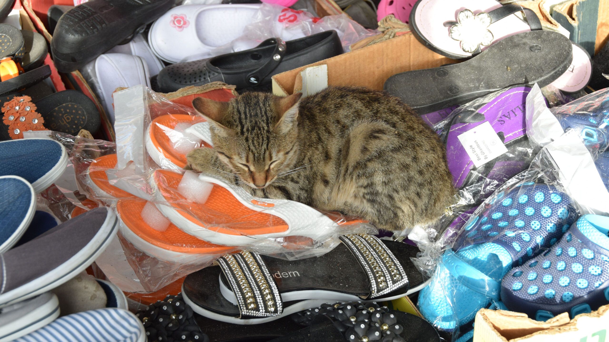 Cat in a pile of shoes in Acre, Photo credit: Brooke Obie