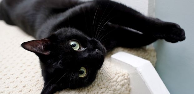 A black cat peers in at a trapped dog.