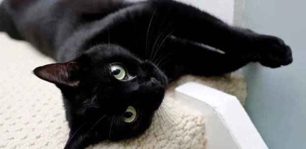 A black cat peers in at a trapped dog.