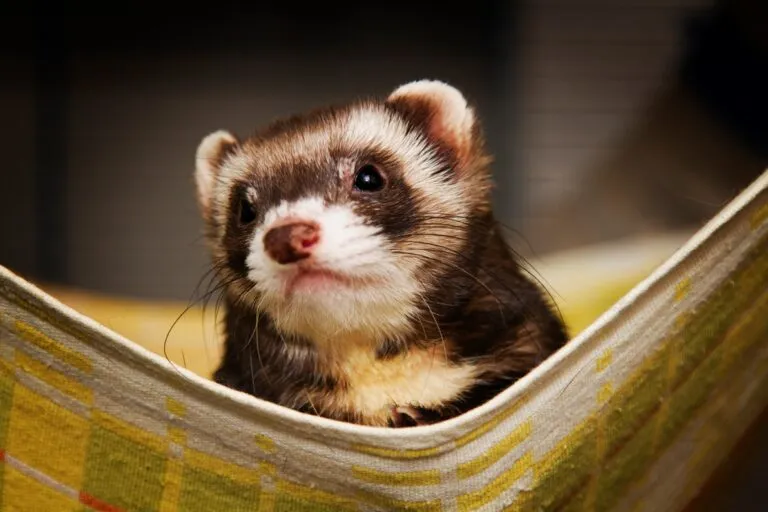 A Ferret Named Polo