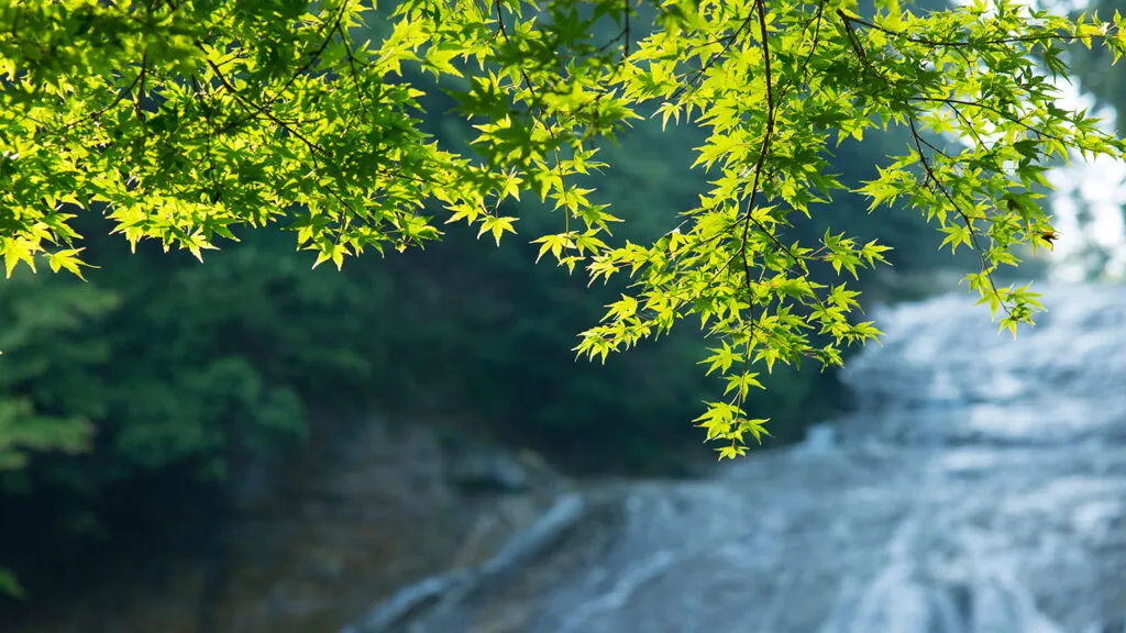 A babbling brook in the spring