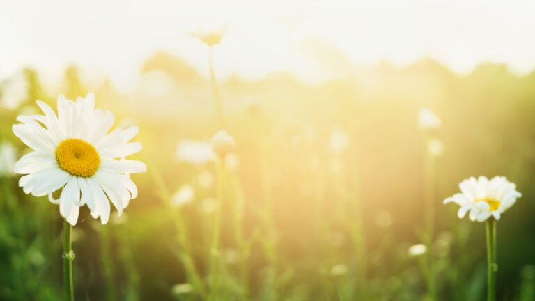 A field of blooming daisies underneath warm sunlight.