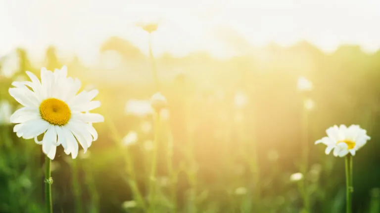 A field of blooming daisies underneath warm sunlight.