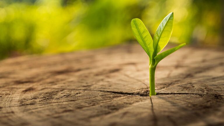 A spring sprig sprouts from a stump