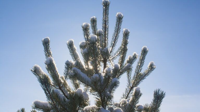 Pine tree against blue sky backlight