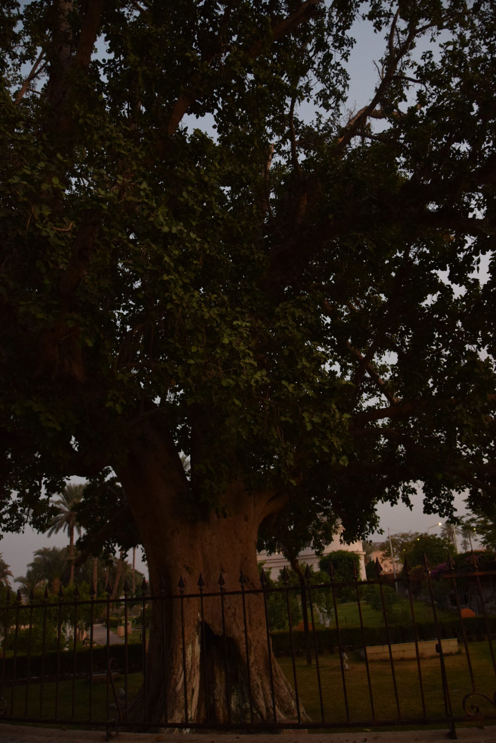 zacchaeus sycamore tree jericho
