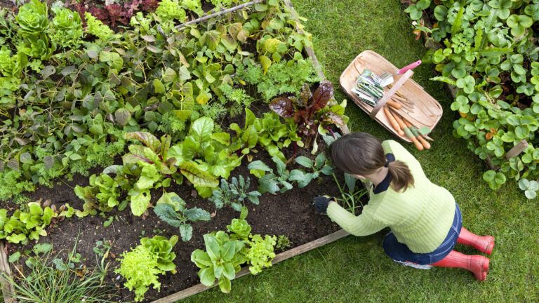 Gardening in spring