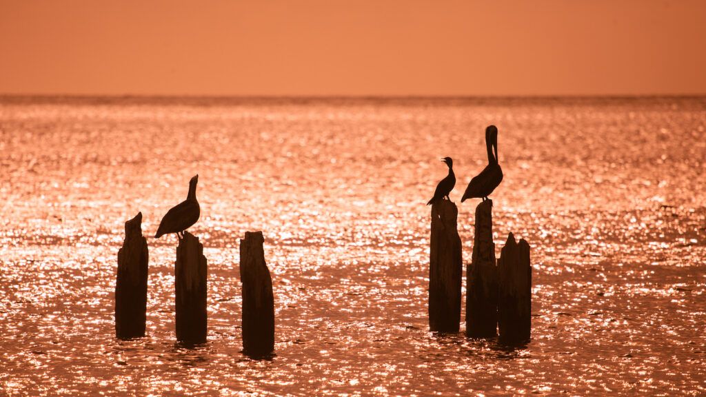 Applauding a sunset