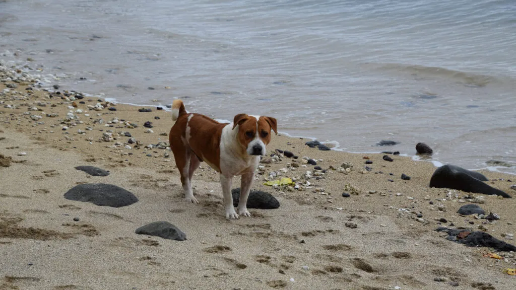 pitbull mix on the beach, photo credit Brooke Obie