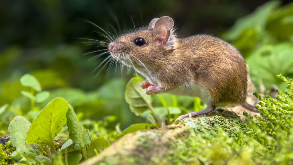 A house mouse in the garden.