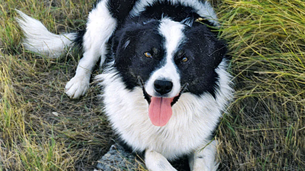 Wanda’s Buddy at home on the farm