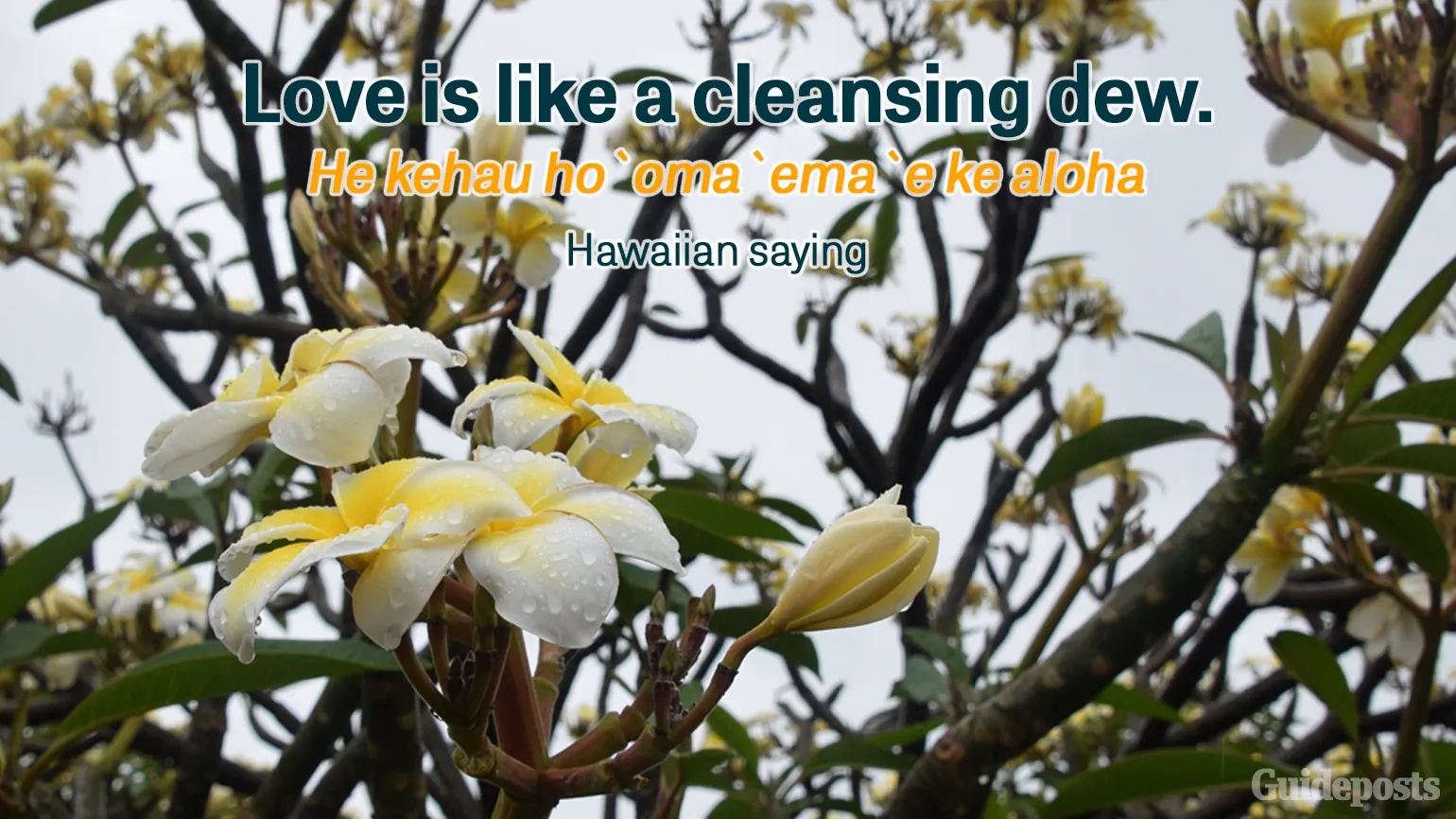 Love is like a cleansing dew. He kehau ho`oma`ema`e ke aloha