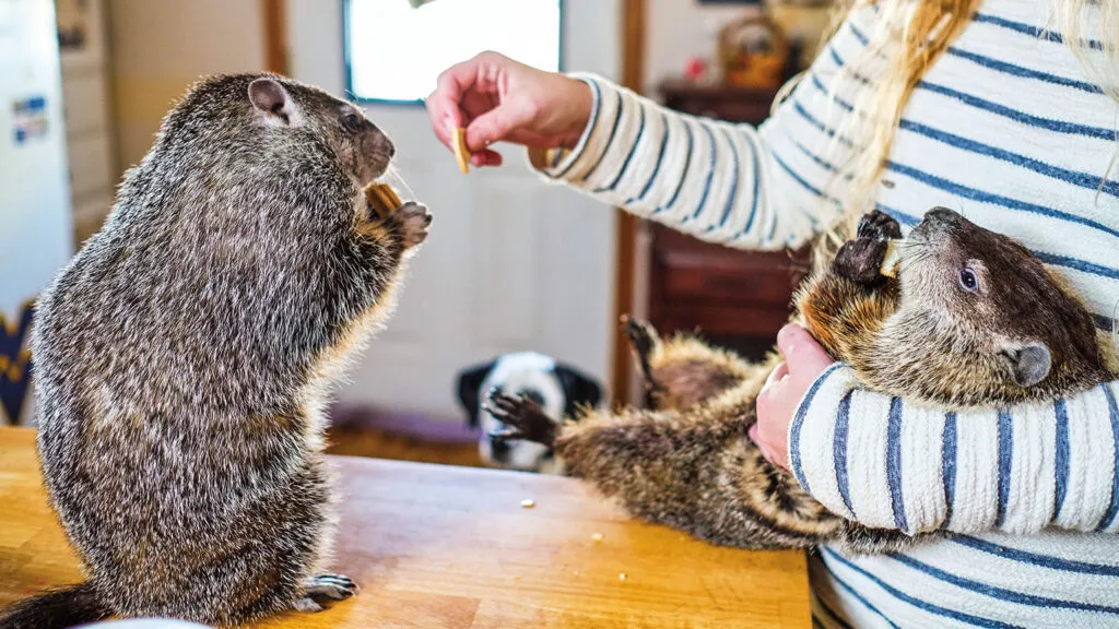 Molly Ryan feeds a couple of her furry friends.