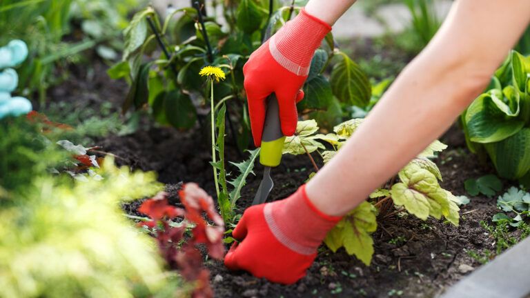 A woman's gloved hands reach down to remove a dandelion from a garden