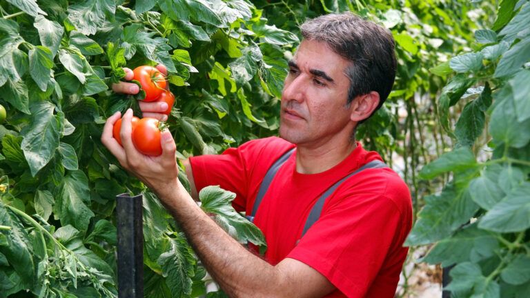 Picking tomatoes