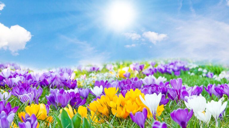 Spring flowers in a sun-drenched field