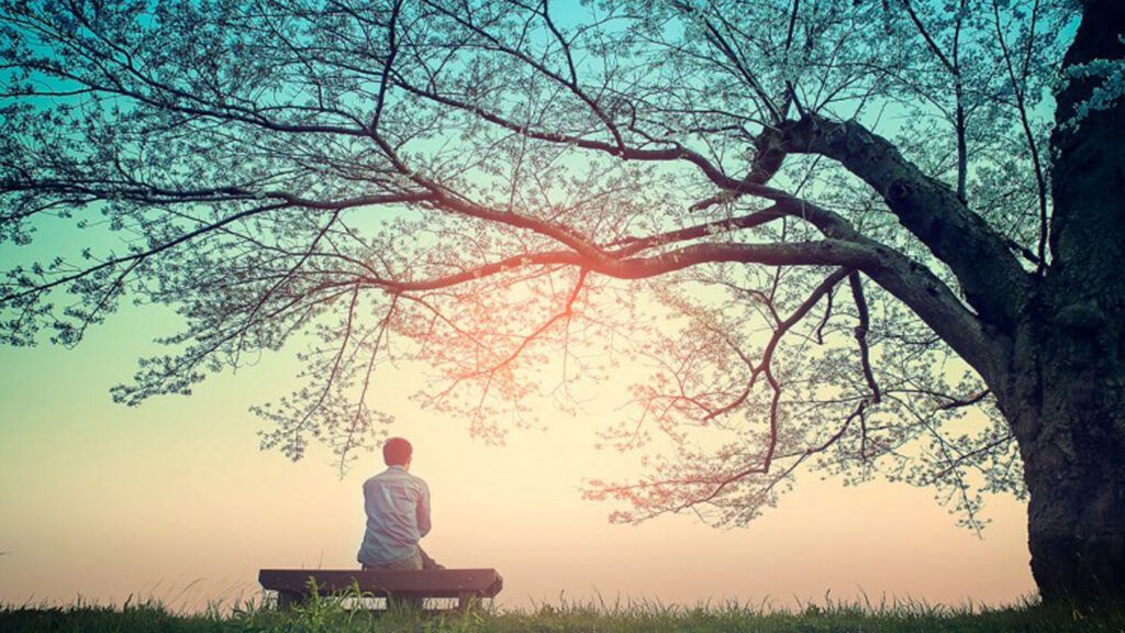 A man sitting on a bench under a tree as the sun rises.