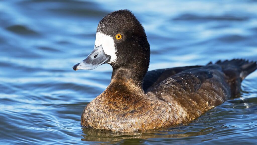 A close up of a lone duck floating on a pond.