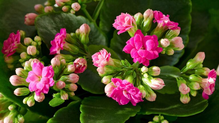 Kalanchoe plant