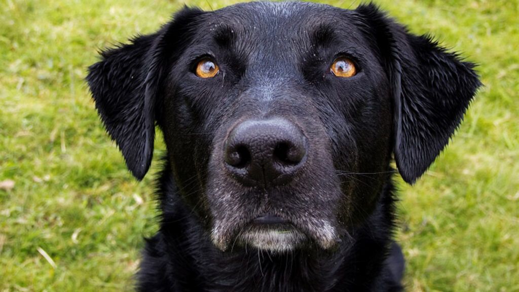 Bear, the heaven sent dog.