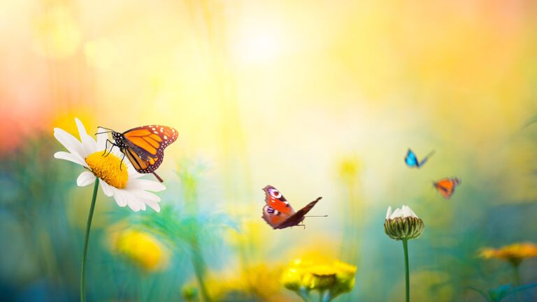 Butterlfies and wild flowers on a sunny spring day