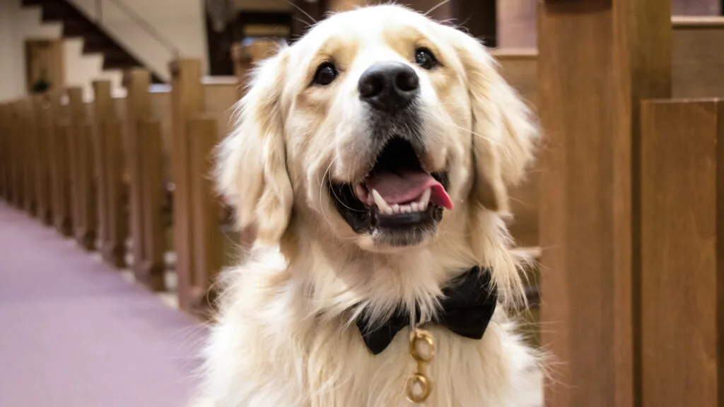 weddingdog_marquee