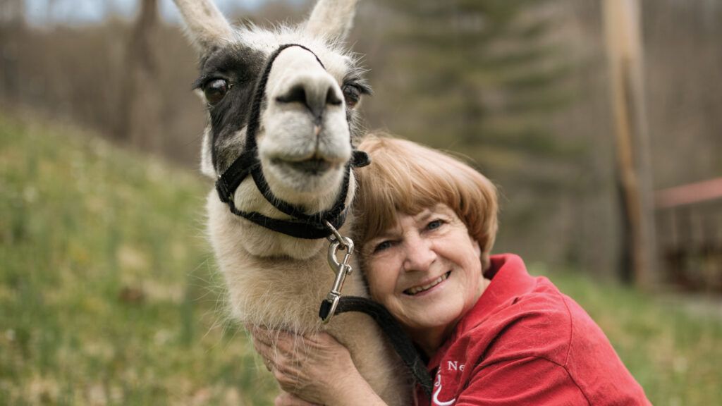 Emily, the Rosses'  first llama, is 23 years old.