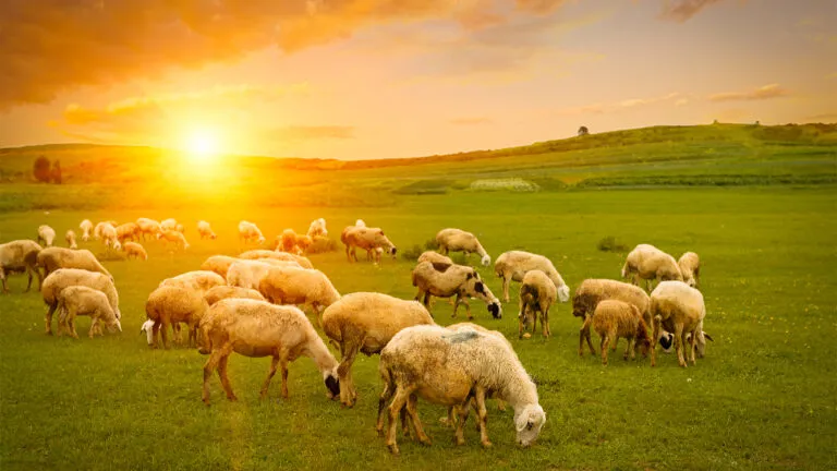 A flock of sheep in a sun-drenched meadow