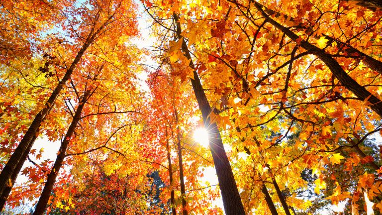 Looking upward through fall foliage