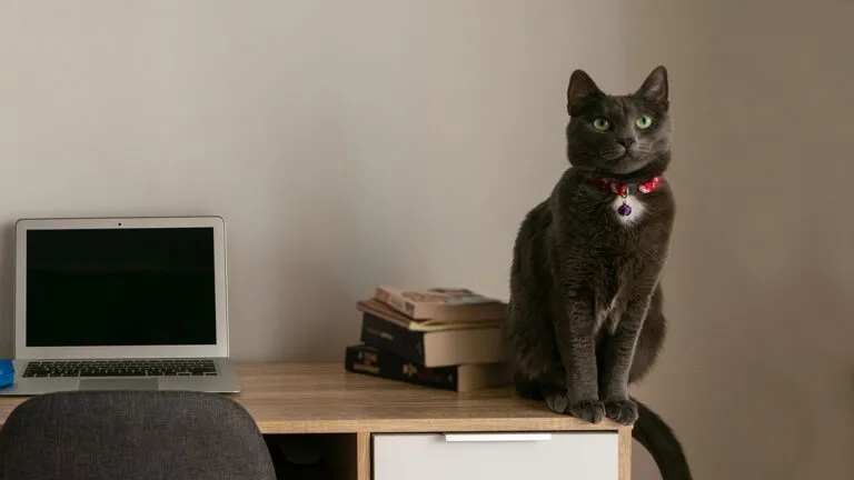 A black cat poses imperiously on a computer desk