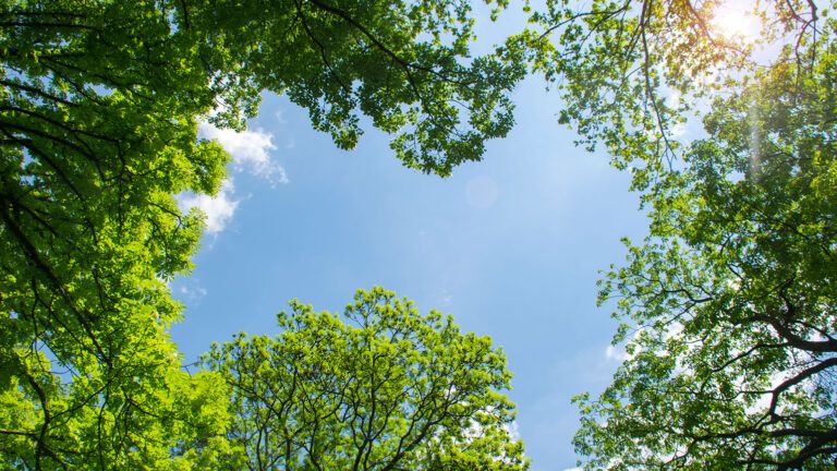 Looking upward through leafy trees