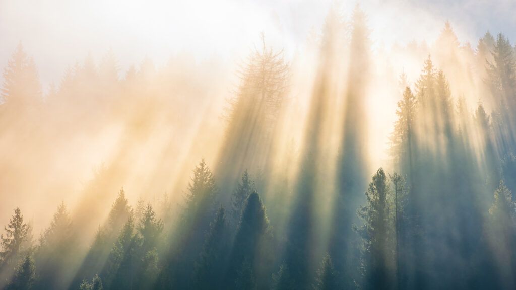 Sunlight shining through tree tops.