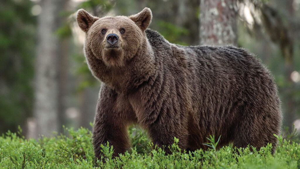 Grizzly bear