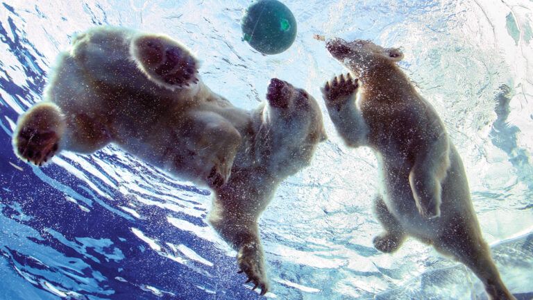 Talini (R), a 9-month old 160-pound polar bear cub swims with her mother Barle.