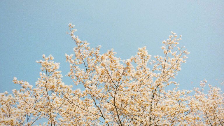 A tree with white flowers against a blue sky.