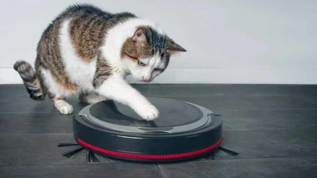 A cat playing with a robotic vacuum.