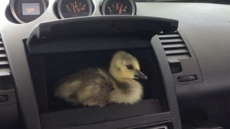 Baby Kyle in the car