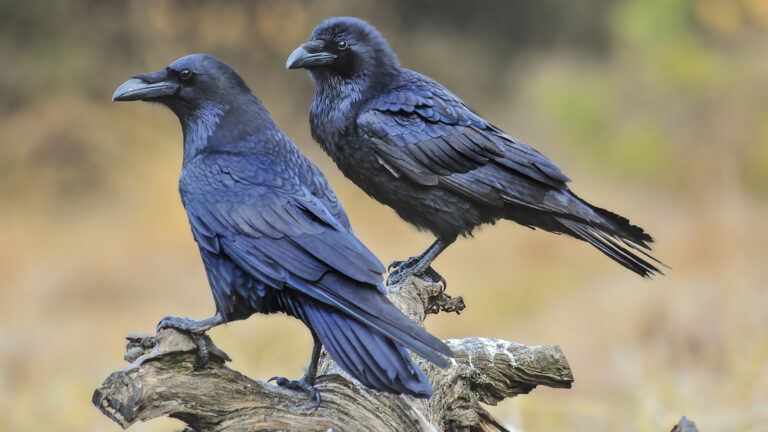 A pair of ravens