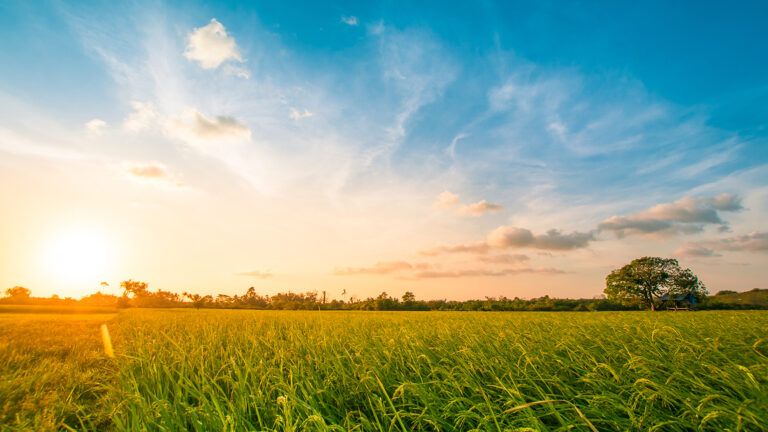 Evening sky and a grassy field