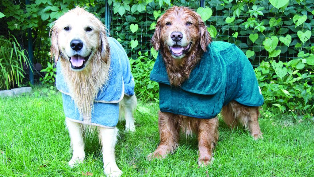 Two golden retrievers wearing warming sweaters