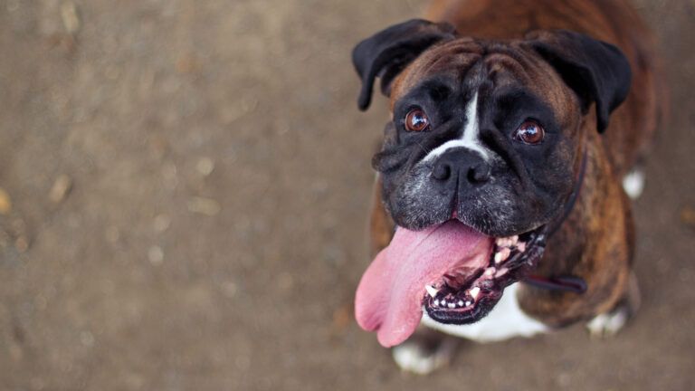 A happy boxer dog.